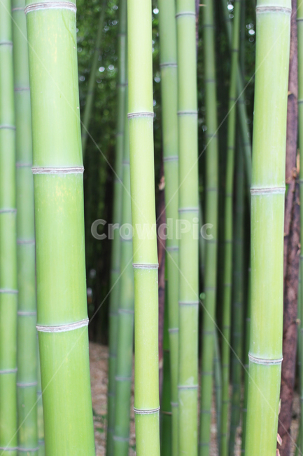 대나무,bamboo,초록,green,식물,plant