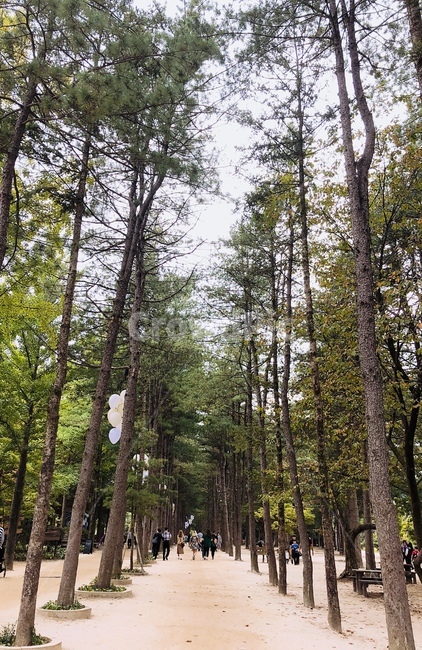 숲길,남이섬,숲,나무,길