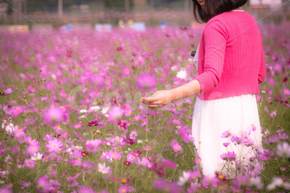가을,감성,사람,코스모스,일상,스냅,꽃,가을,계절,fall,autumn,season,식물,자연,plants,nature,꽃,flower,사람,인물,인간,human,person,여성,여자,woman,female,lady,감성,sensible,feeling