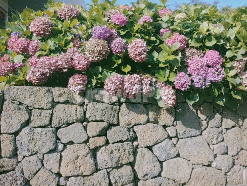 콫,수국,담벼락,돌담,벽