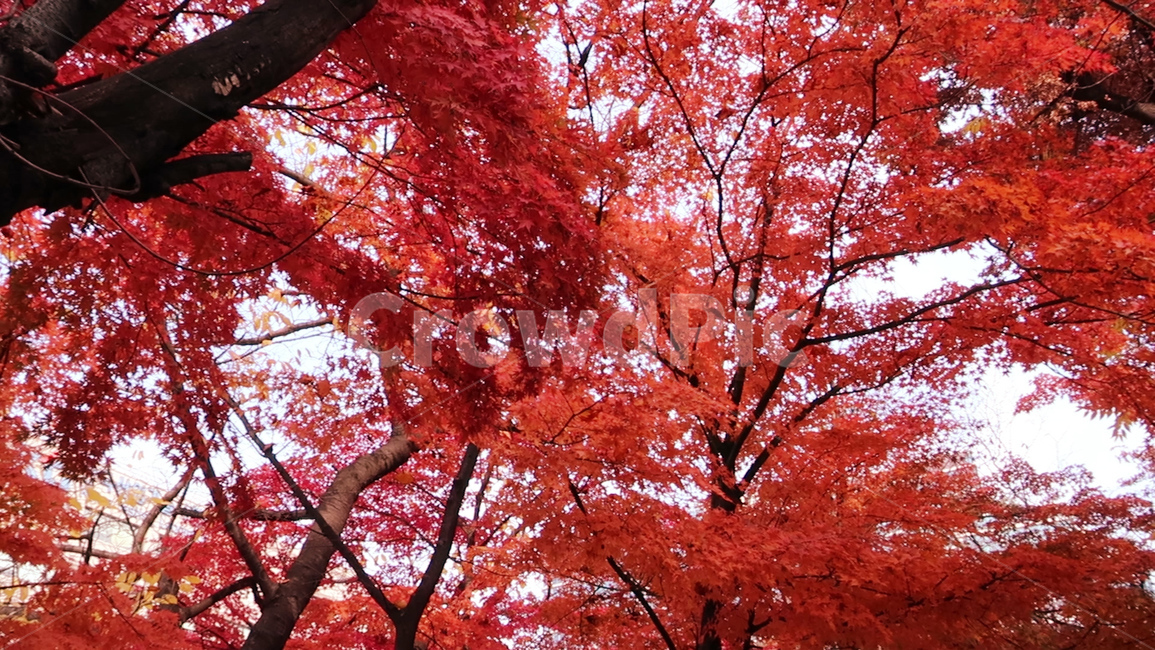 plant,식물,tree,나무,maple,단풍,leaf,잎