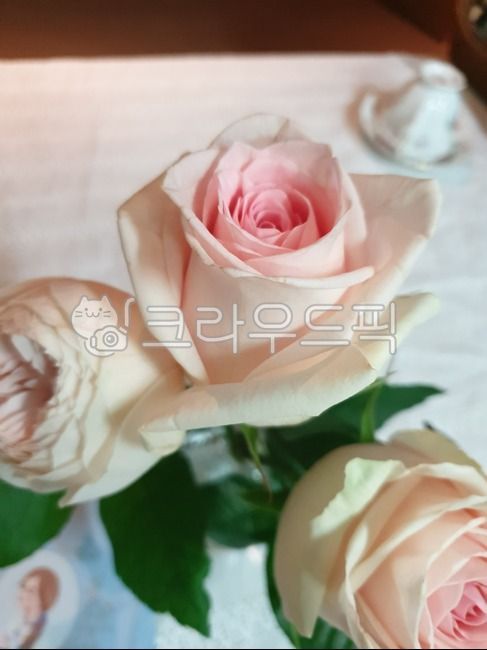 장미,분홍장미,핑크장미,장미꽃,화사한장미