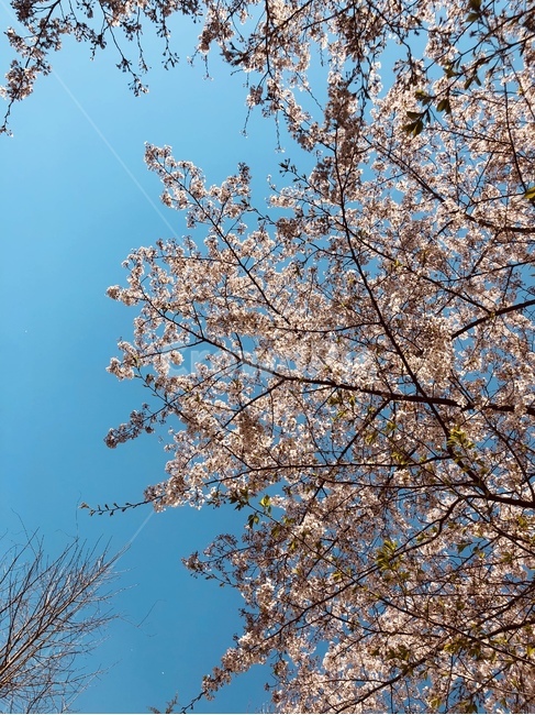 봄하늘,벚꽃,벚꽃나무,4월,하늘,봄,계절,spring,season,식물,자연,plants,nature,꽃,flower,plant,blossom,cherry blossom