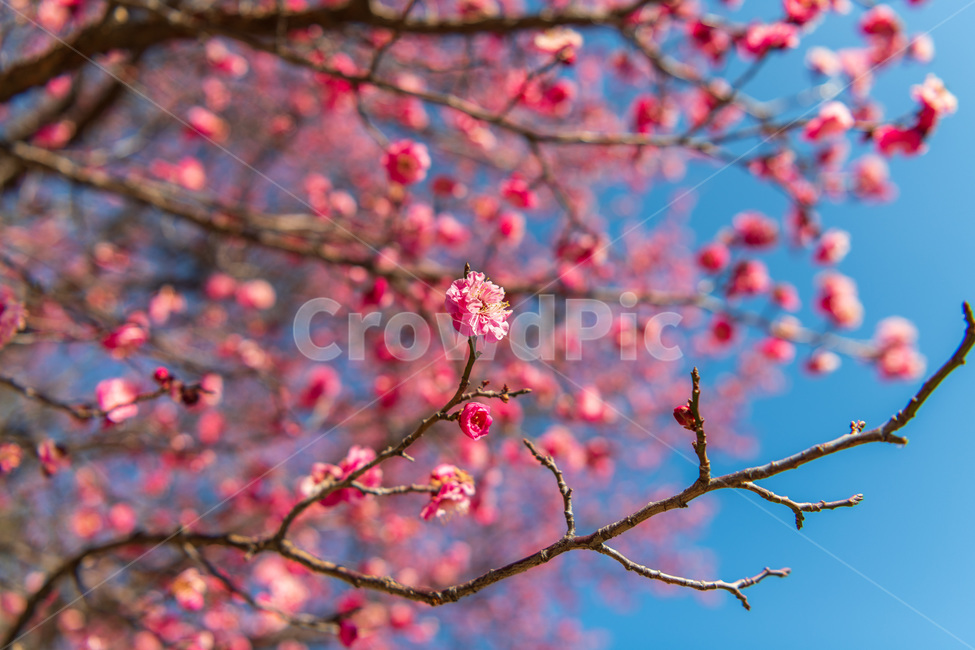 홍매화,봄,붉은꽃,빨강,분홍,매화,봄꽃,꽃나무,봄,계절,spring,season,식물,자연,plants,nature,꽃,flower,plant,blossom