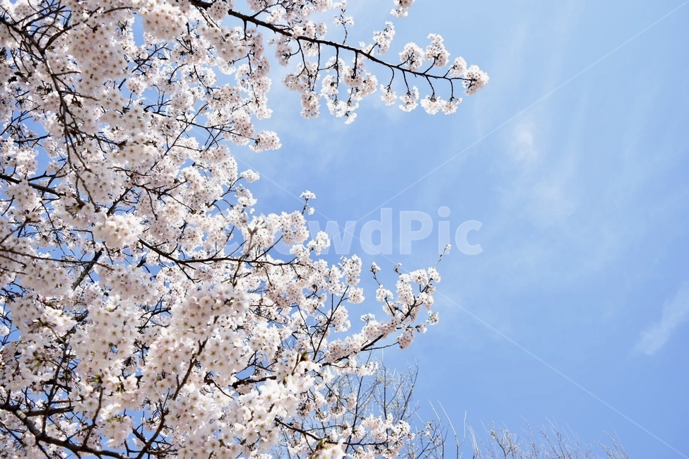 plant,식물,flower,꽃,blossom,cherryblossom,벚꽃,안산,안양,봄,계절,spring,season,cherry blossom