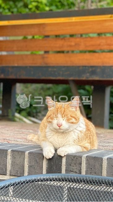 stray cat,cat,fat cat,straycat,grumpy,sleepy,cute