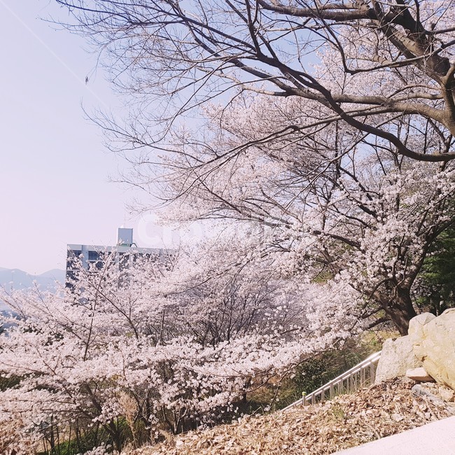 벚꽃,벚꽃나무,꽃,cherryblossoms,cherryblossomtree,flower,봄,계절,spring,season,자연,풍경,nature,landscape,plant,식물