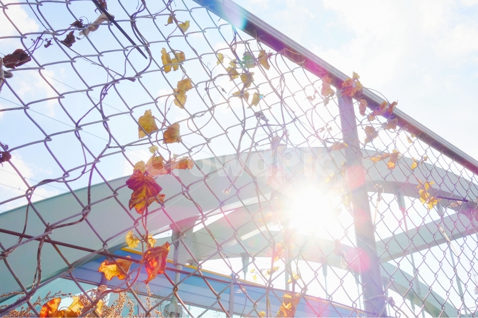 감성사진,자연,낙엽,빛,햇빛,해,sun,가을,가을,계절,fall,autumn,season,휴식,힐링,rest,relaxation,healing