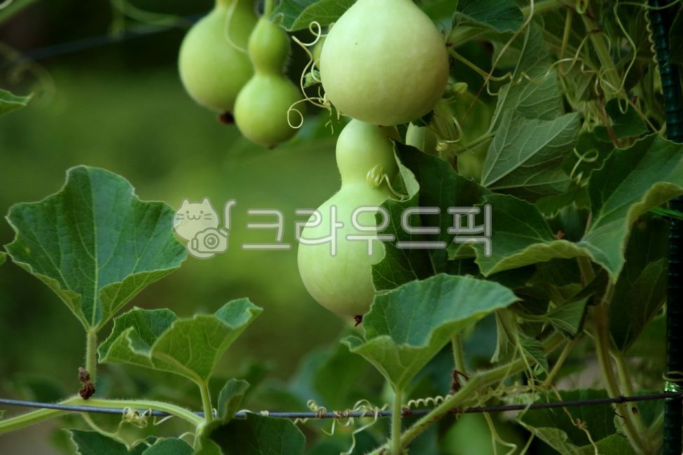 plant, 식물, 박, 열매, 잎, 사진,이미지,일러스트,캘리그라피 - benjamin작가
