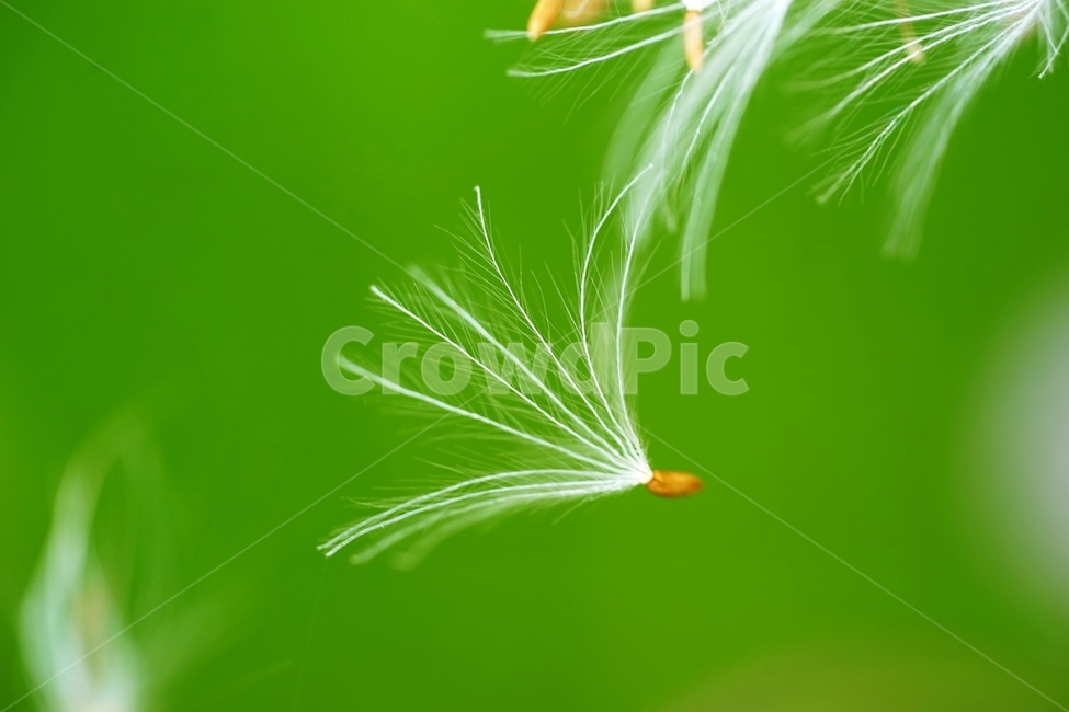 엉겅퀴,야생화,들풀,풀,봄꽃,식물,자연,plants,nature,꽃,flower