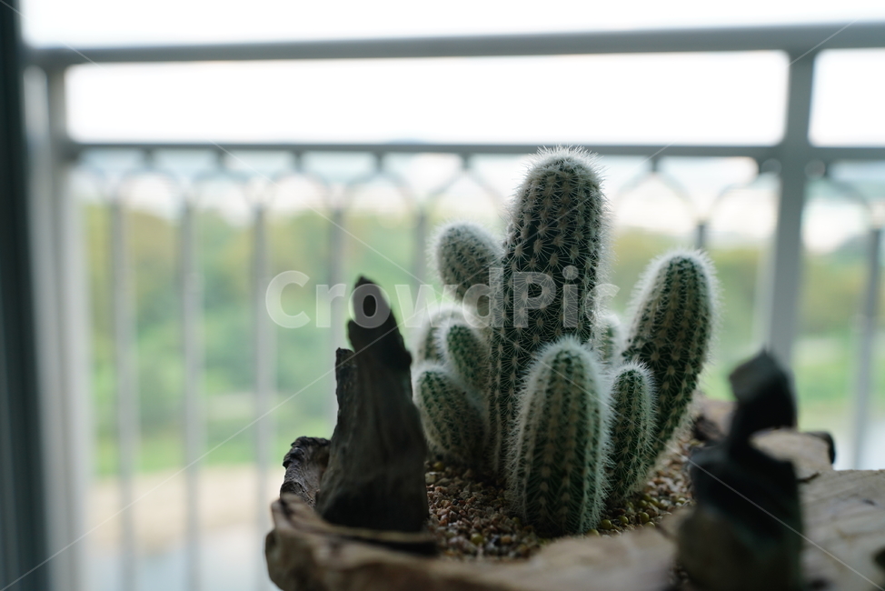plant,식물,선인장,가시,생물,실내용화초,화분,화초,house plant