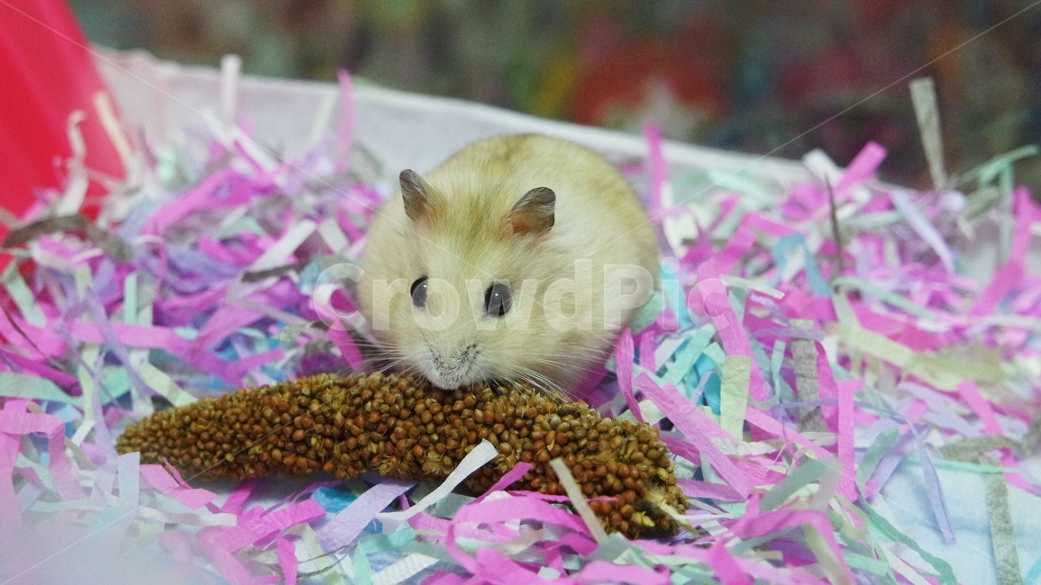 반려동물,햄스터,드워프햄스터,hamster,푸딩햄스터,동물,귀여운,작은동물,동물,animal,포유류,mammal