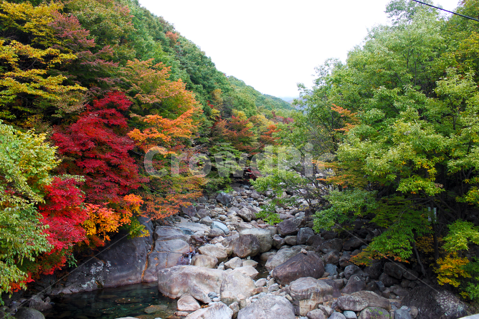 지리산,단풍,가을,자연,나무