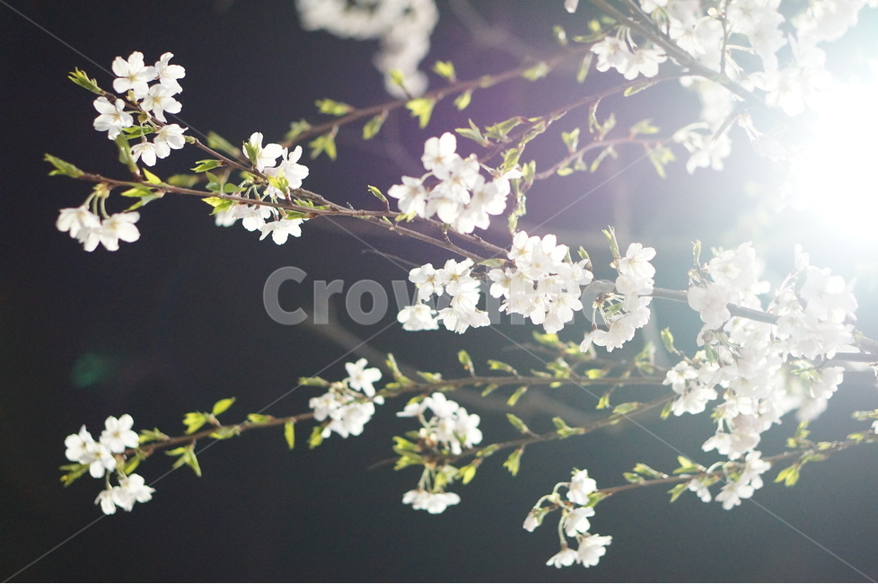 벚꽃,야경,빛,봄,풍경,봄,계절,spring,season,야경,밤,풍경,nightscape,night,landscape,식물,자연,plants,nature,꽃,flower,plant,blossom