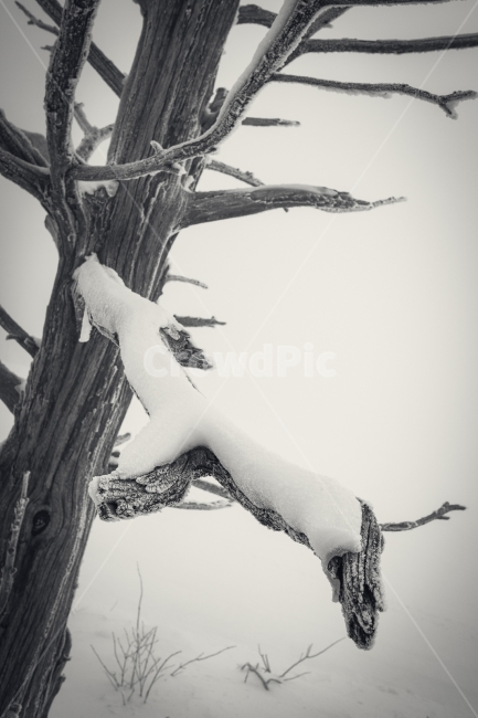 덕유산,무주,향적봉,나무,눈,눈꽃,설산,겨울,겨울산,폭설,겨울,계절,winter,season,식물,자연,plants,nature,나무,trees,wood,흑백,모노톤,monochrome,black and white