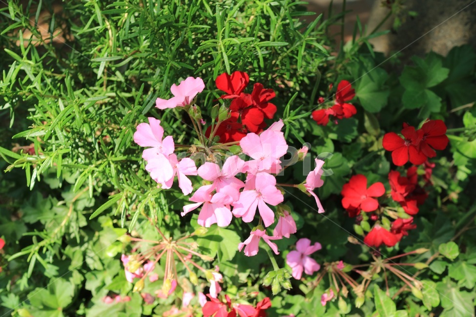 꽃,식물,flower,plant,red,pink,green