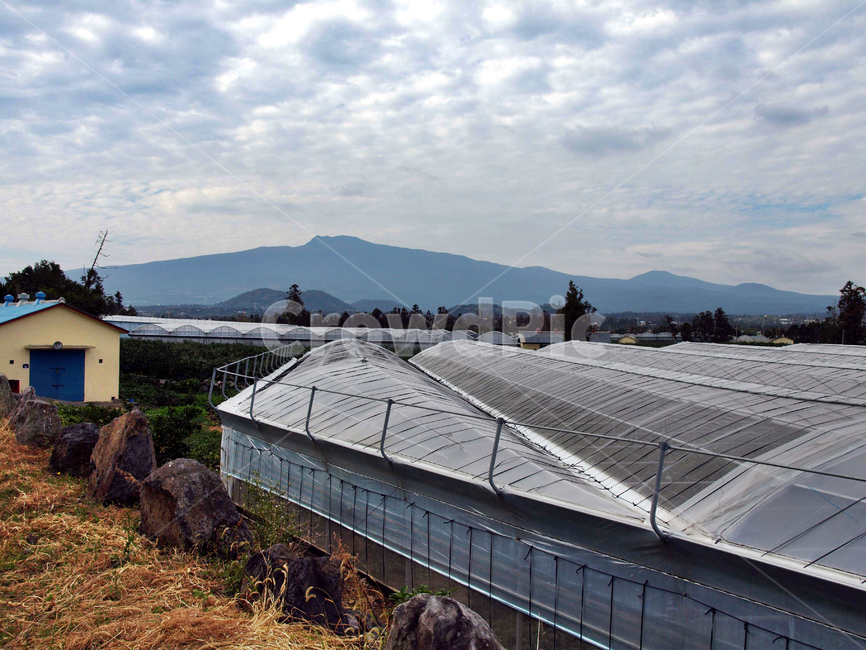 도로,올레5코스,올레길,제주,서귀포시,억새,비닐하우스,산업,industry,industrial,농업,농사,agriculture,farming,farming industry