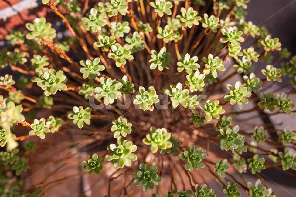 다육,다육식물,식물,화분,botanical,식물,자연,plants,nature
