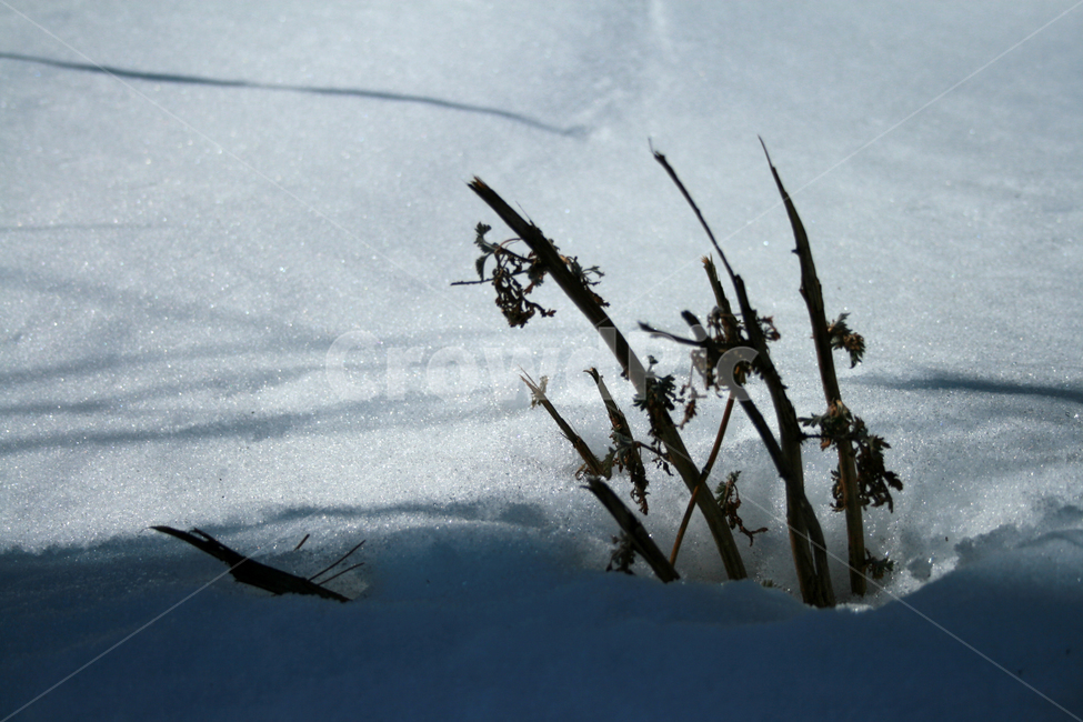 겨울,눈,하늘,나무,잡초,겨울,계절,winter,season