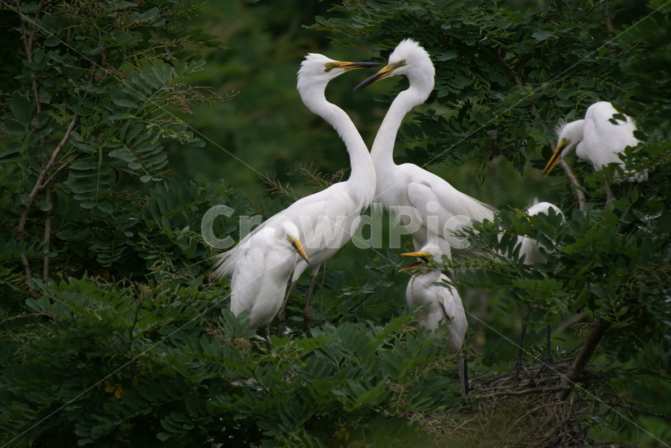 백로,가족,하트,조류,보은군,동물,animal,조류,새,birds