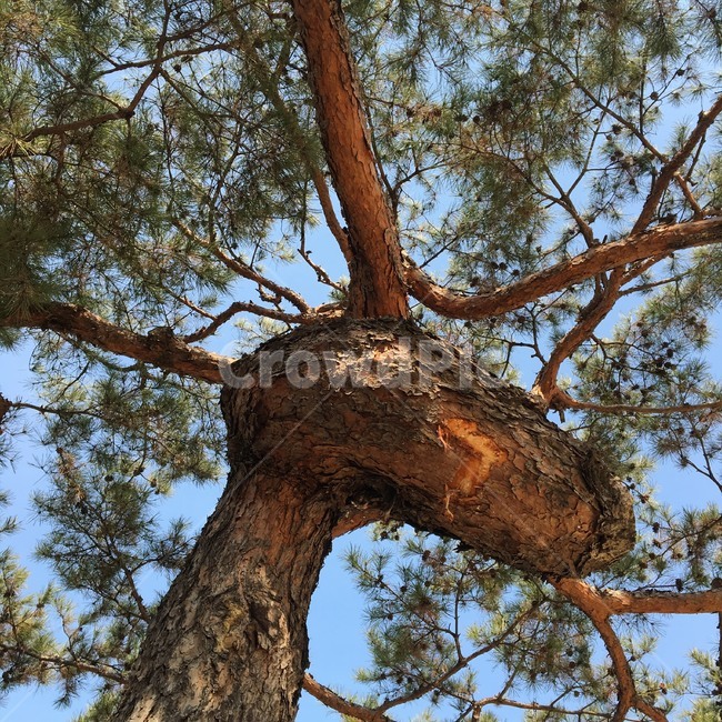 나무,창경궁,감성,봄,소나무,구도,출사,식물,자연,plants,nature,나무,trees,wood