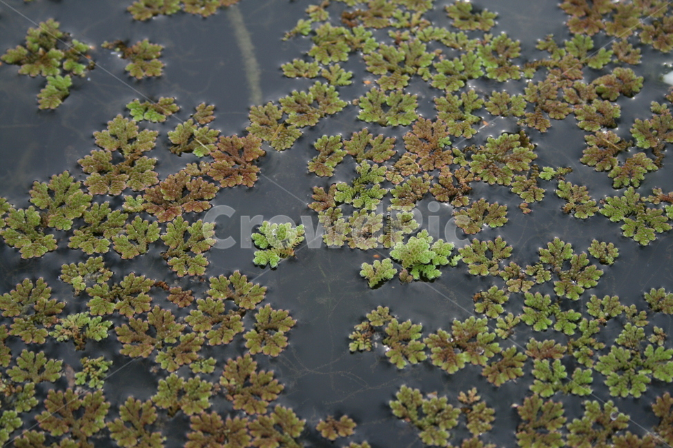 연못,수생식물,식물,pond,plant,식물,자연,plants,nature