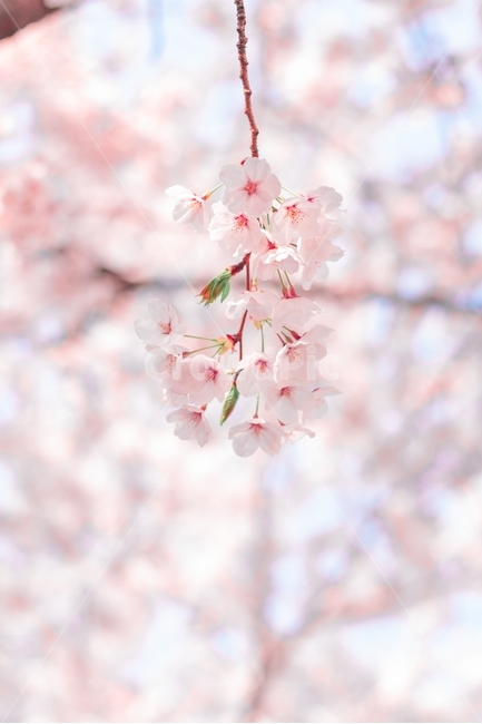 cherryblossom,blossom,꽃,flower,벚꽃