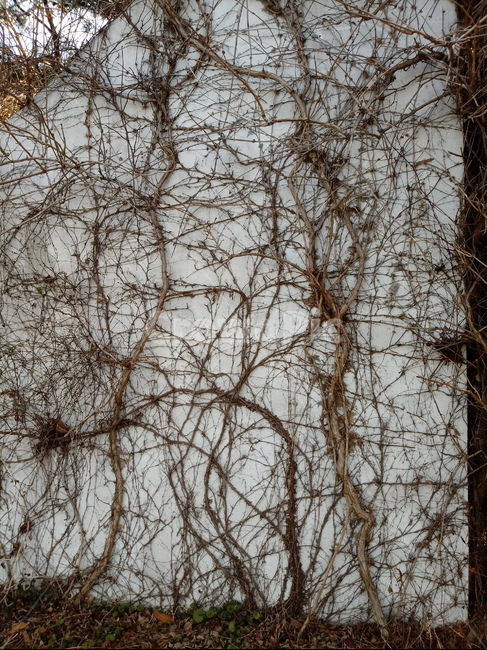 담쟁이넝쿨,벽,식물,plant,포도과,널,넝쿨식물,식물,자연,plants,nature
