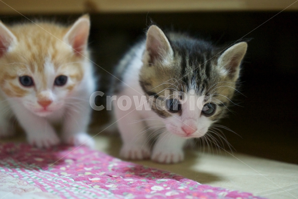 고양이,친구,첫걸음,동행,동물,동물,animal,포유류,mammal,고양이,cat,kitten,kitty