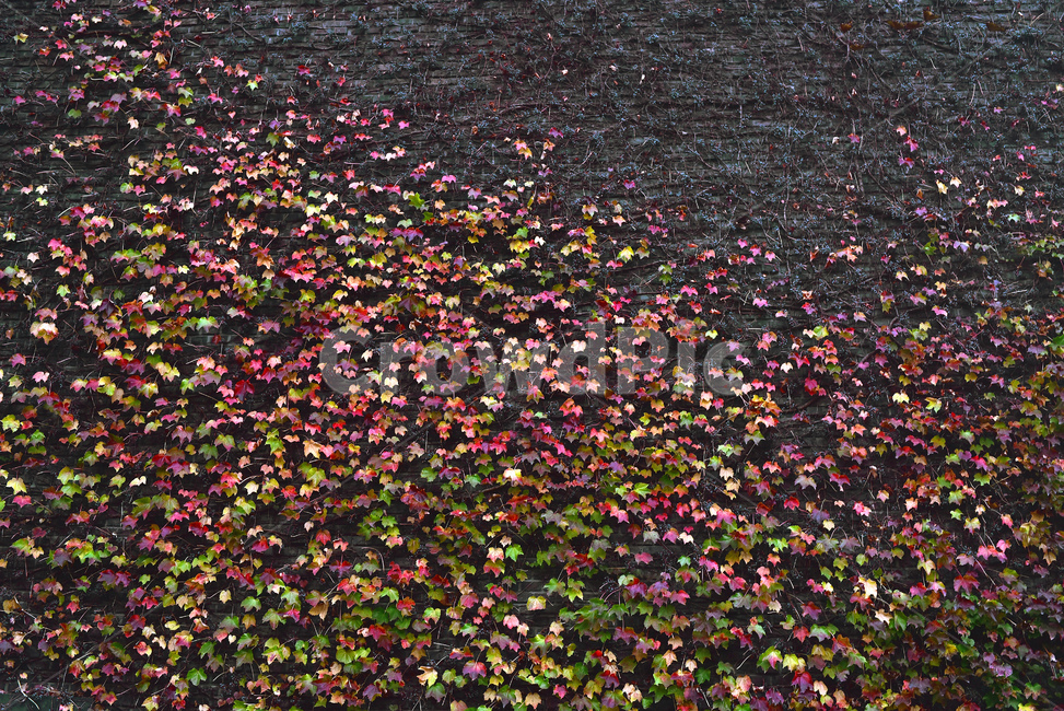 가을,가을배경,담쟁이덩굴,감성풍경,감성사진,계절,시즌,fall,season,autumn,가을단풍,가을풍경,옥외,야외,덩굴식물,식물,잎,plant,leaf,outdoors,background,배경,바탕,백그라운드,단풍패턴,담장,벽,wall,colorful,칼라풀,컬러풀,식물,자연,plants,nature