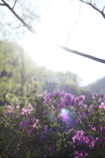 산,철쭉,분홍,파랑하늘,나무,아침,햇살,봄,봄,계절,spring,season,식물,자연,plants,nature,꽃,flower,휴식,힐링,rest,relaxation,healing,plant