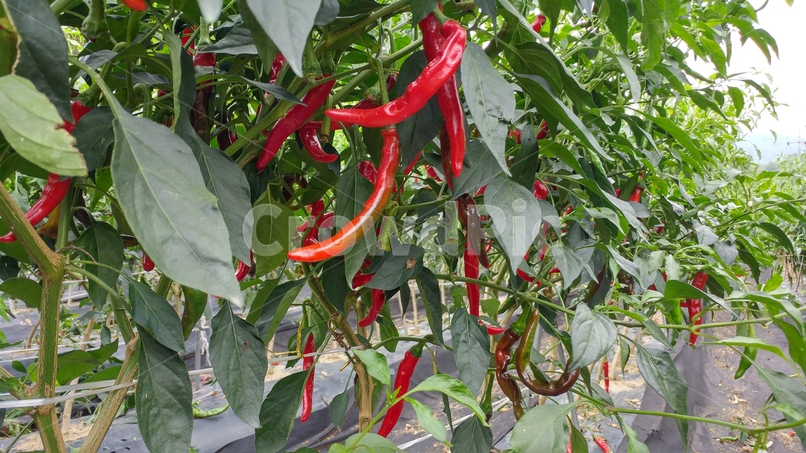 고추밭,고추,빨간고추,고추수확,pepper,농작물,농사,수확,채소,야채,vegetables,농업,농사,agriculture,farming,farming industry