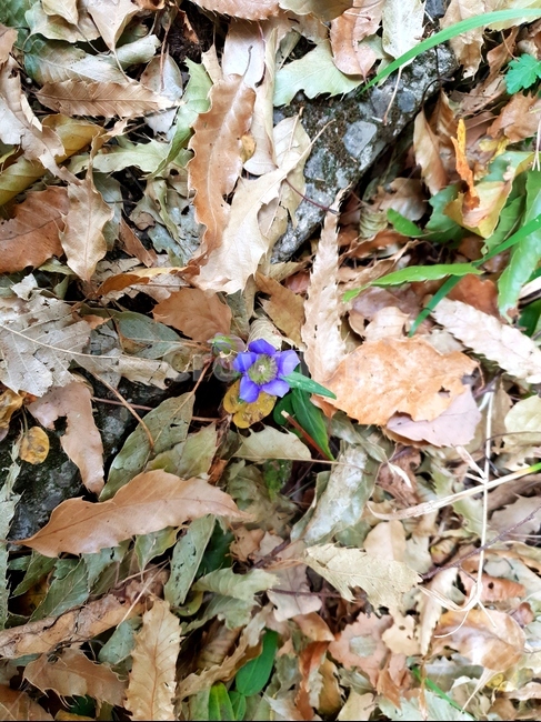 보라색꽃,길가,낙엽,꽃,산꽃,들꽃,잡초,가을,계절,fall,autumn,season,leaf,잎,plant,식물,ground,바닥
