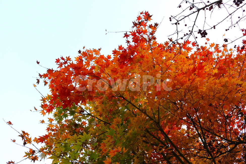 단풍,단풍나무,나무,식물,가을,자연,가을,계절,fall,autumn,season,식물,자연,plants,nature,나무,trees,wood,leaf,잎,plant,tree,maple