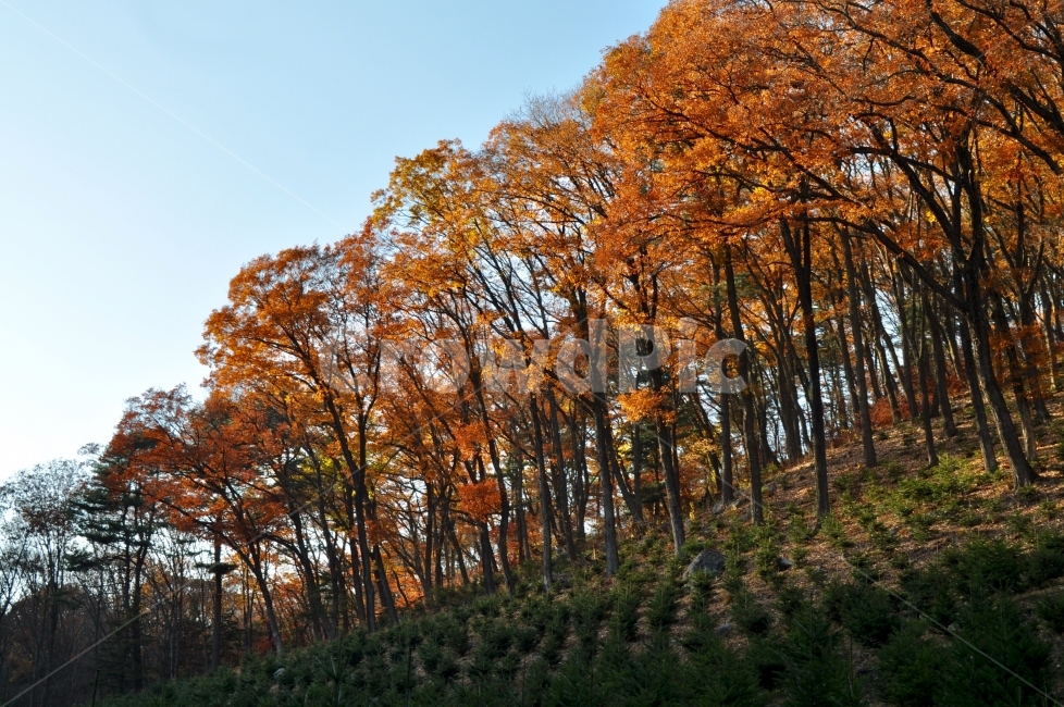 가을,단풍,가을나무,주황,수목원,가을,계절,fall,autumn,season,한국자연풍경,한국자연경관,korea nature landscape,식물,자연,plants,nature,나무,trees,wood,plant,tree,tree trunk,나무 줄기