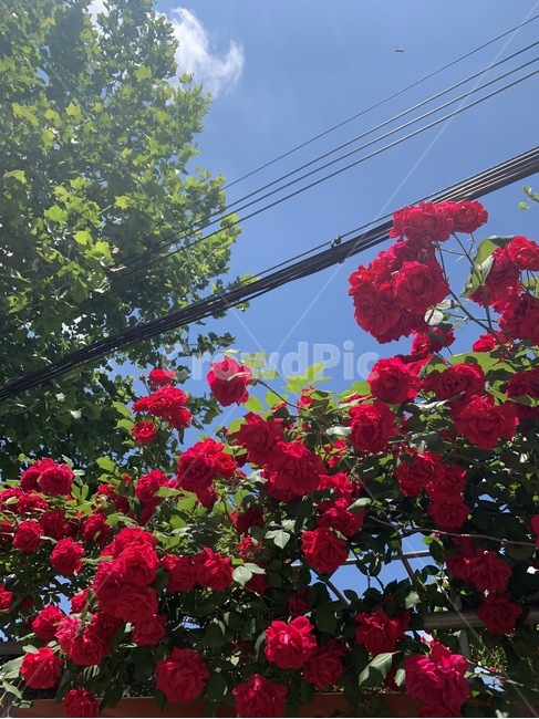 blossom,꽃,flower,식물,장미