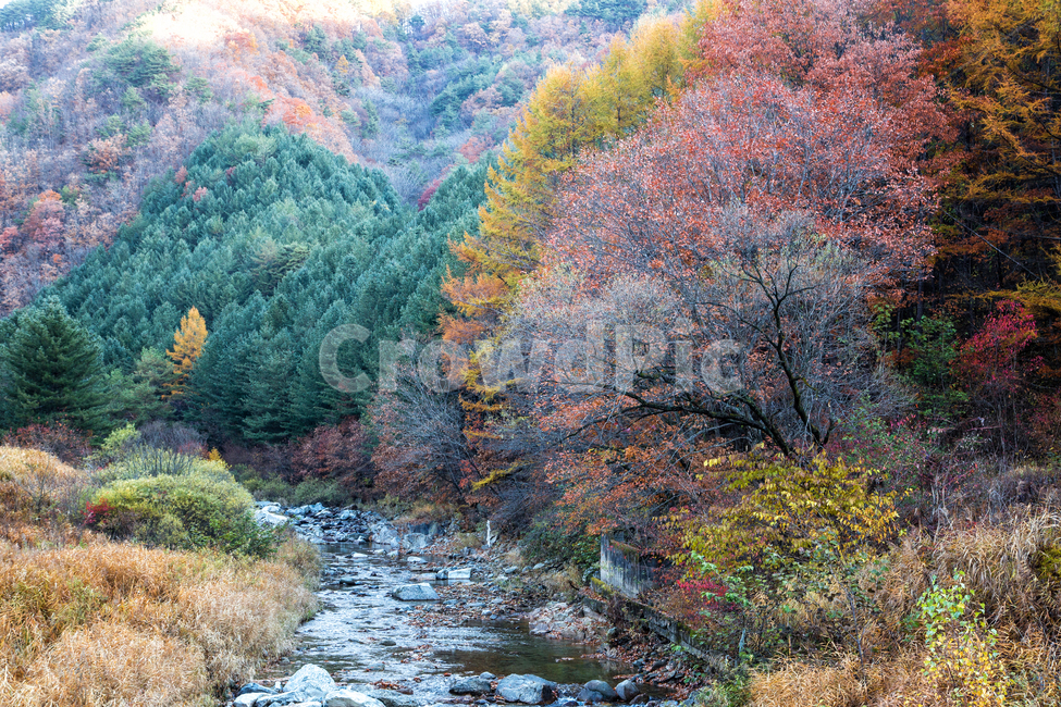 단풍,가을,잎,이파리,잎사귀,자연,풍경,경치,식물,나뭇잎,알록달록,낙엽,계곡,가을,계절,fall,autumn,season,식물,자연,plants,nature,tree,나무,plant