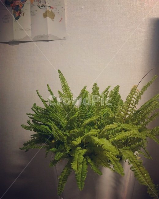 보스톤고사리,고사리,식물,반려식물,plant,bostangosari,식물,자연,plants,nature