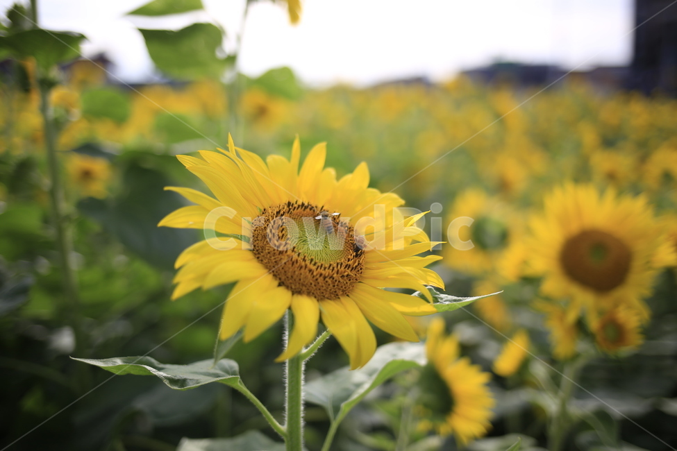 해바라기,sunflower,노랑,꽃,식물,벌,꿀벌,식물,자연,plants,nature,꽃,flower,동물,animal,곤충,벌레,insect,bug