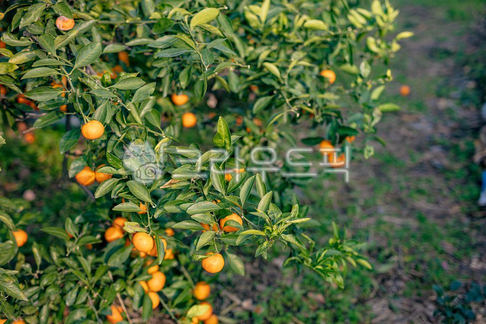 green,citrus,background,crop,garden,leaves,vitamin,tree,nature,agriculture,tangerine,ripe,orchard,branch,tasty,harvesting,produce,field,farmer,outdoor,farm,oranges,foliage,many,leaf,delicious,season,fresh,seasonal,freshness,citrous,meals,dessert,yellow,감,과일,음식,주황색,노랑,fruit,food,orange