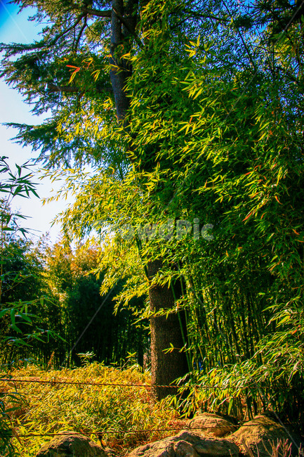 식물,plant,대나무,나무,숲