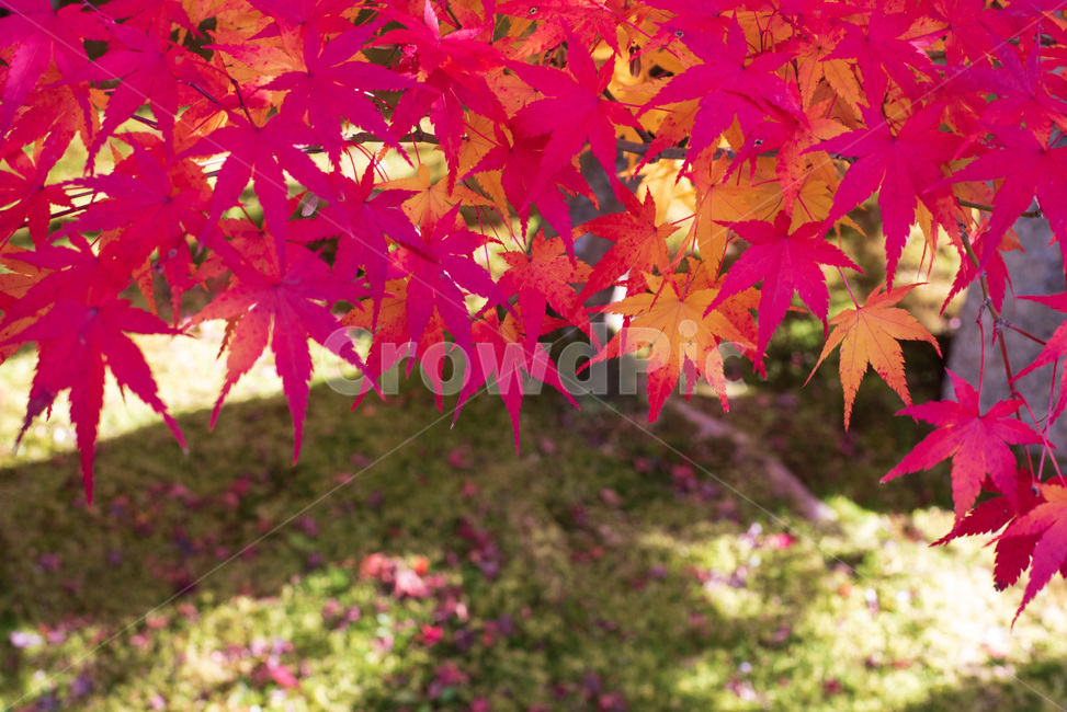 단풍,가을,빨강,낙옆,나뭇잎,가을,계절,fall,autumn,season,leaf,잎,plant,식물,tree,나무