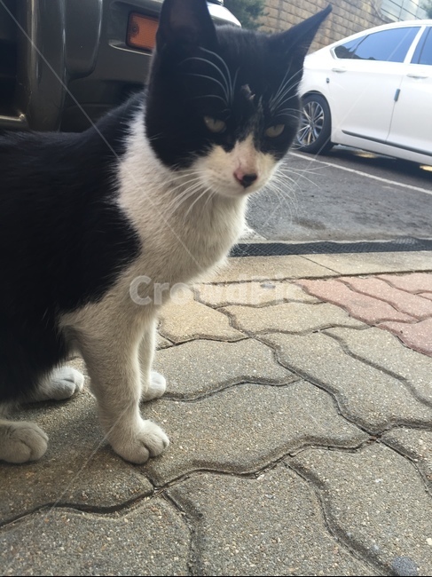 길고양이,아파트고양이,배고픈고양이,기분이언짢은고양이,검은고양이,게슴츠레,야옹이,동물,animal,포유류,mammal,고양이,cat,kitten,kitty