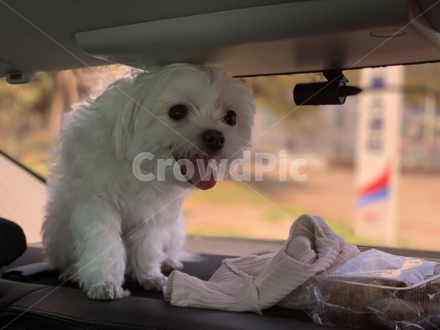 dog,개,동물,animal,happy,웃는강아지,강아지,puppy,동물,animal,포유류,mammal,개,강아지,dog,doggy