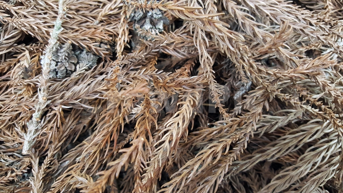 낙엽,가을,솔가지,전나무,가을낙엽,식물,자연,plants,nature