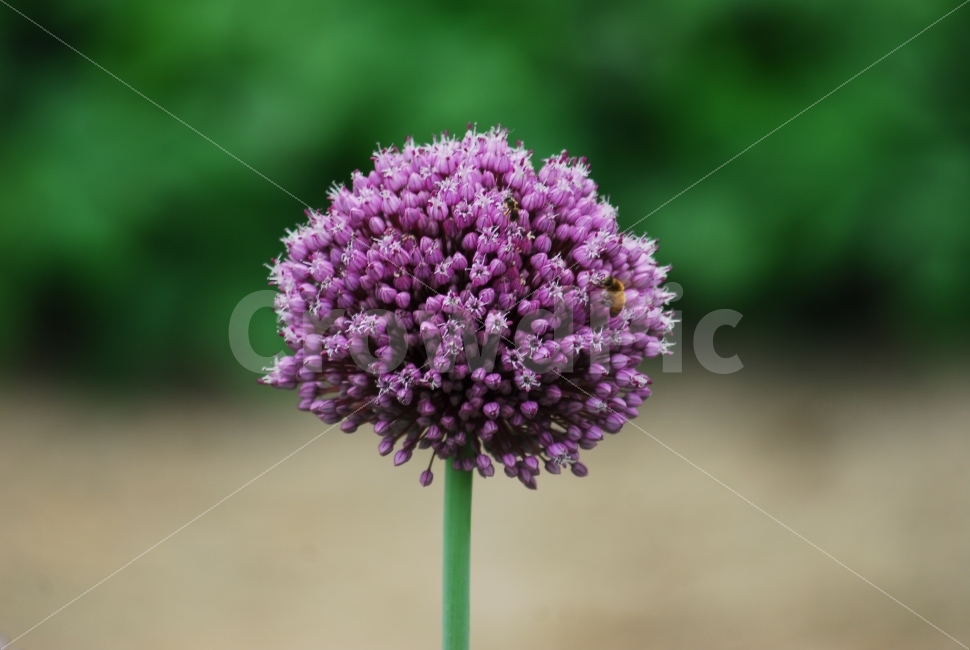 산부추꽃,꽃,보라색꽃,꿀벌,파꽃닮았어,식물,자연,plants,nature,꽃,flower