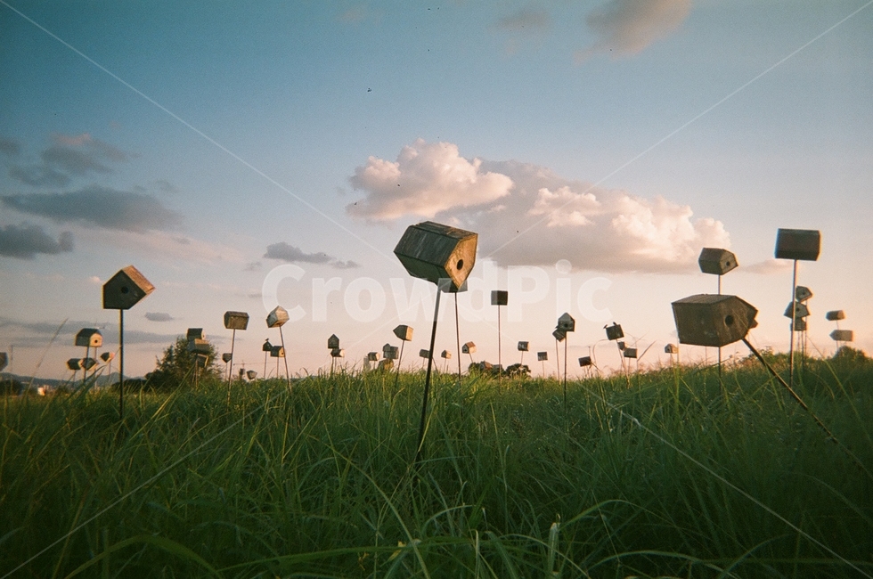 들판,초록,하늘공원,새집,노을,하늘,필름사진,풀판,가을,nature,자연,outdoors,옥외