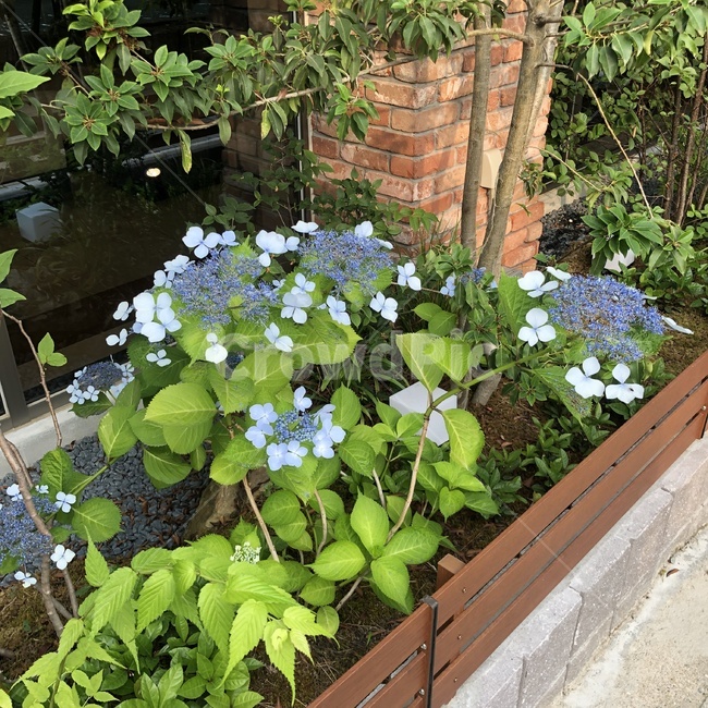 꽃,풍경,길거리,파란꽃,화단,벽돌
