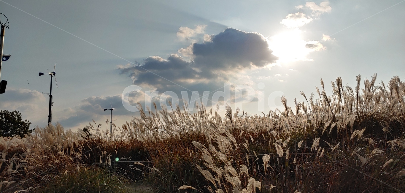 하늘,구름,풍경,cloud,sky,nature,식물,plant,억새,grass,가을