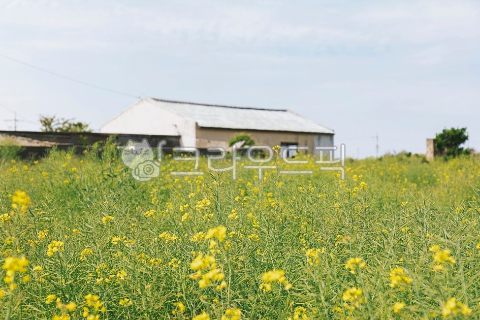 시골,유채꽃,봄,봄꽃,계절,시골마을,지붕,시골집,nature,자연,outdoors,옥외,들,field,목초지,grassland